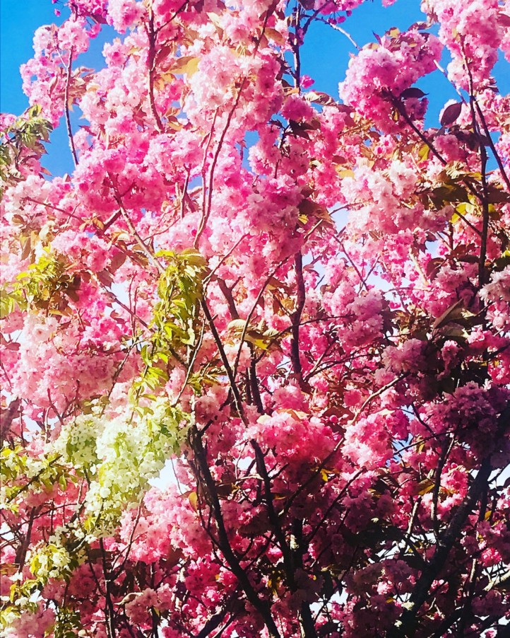 With Irish summer In bloom! 4 - BD371075 6C49 4238 9A9F F6CDD9A7791C