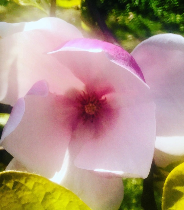 With Irish summer In bloom! 6 - F758FAD8 AF2E 42CC B040 EBD21454A2D9